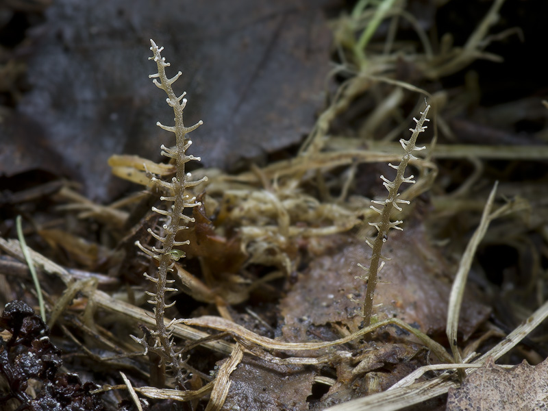 Dendrocollybia racemosa